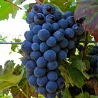 Barbera Wines