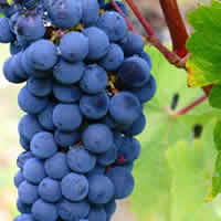 Carmenere Wines