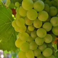 Chenin Blanc wines