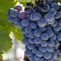Garnacha and Grenache wines