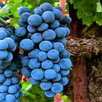 Merlot Wines