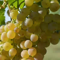 Moscato Wines