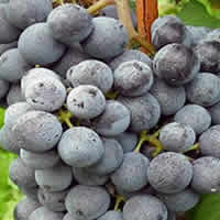 nebbiolo-grapes Nebbiolo wines