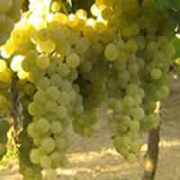 Orvieto wines