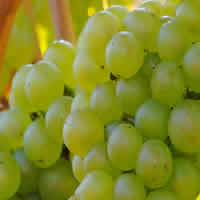 Pinot Gris and Pinot Grigio wines
