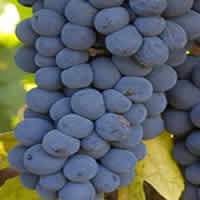 Pinotage wines