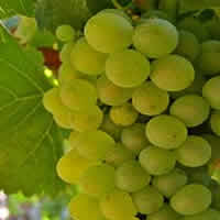 Riesling wines
