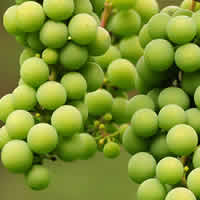white-table-wines-grapes white table wines