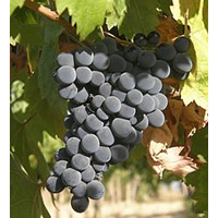 Montepulciano d'Abruzzo Wines